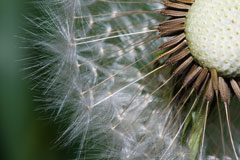 dandelion seeds