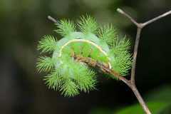 furry green caterpillar