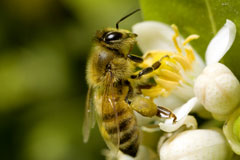 detailed honeybee on flower