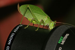 macro lens with katydid macro photo