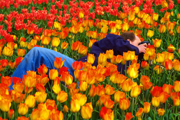 macro photographer photographing tulips in a tulip field