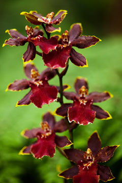 red orchid