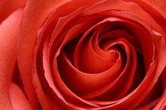 red rose macro